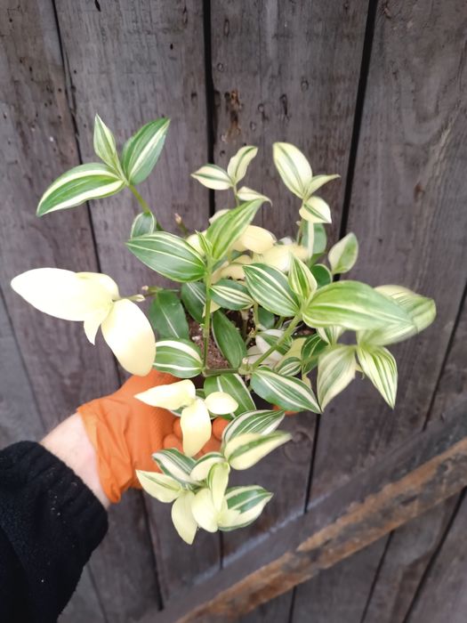 Trzykrotka yellow hill