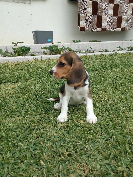 Beagle tricolor