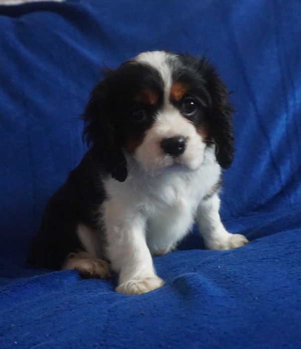 sunia tricolor cavalier king charles spaniel
