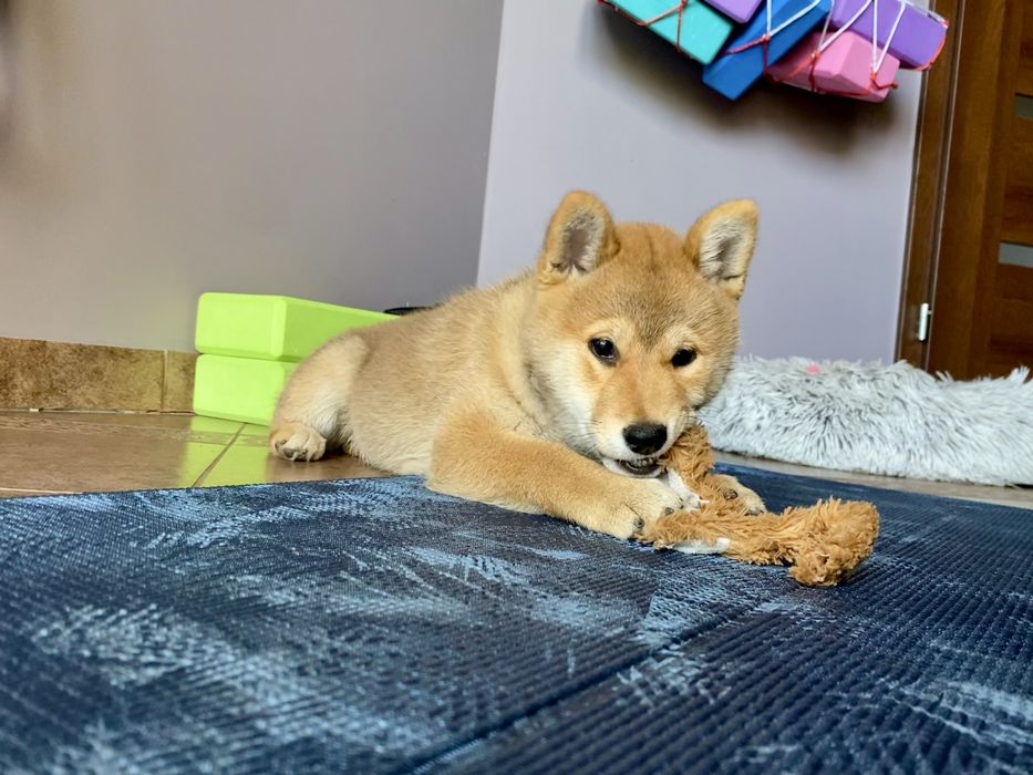 Shiba inu suczka