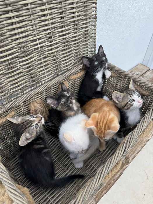 Gatinhos para Adoção
