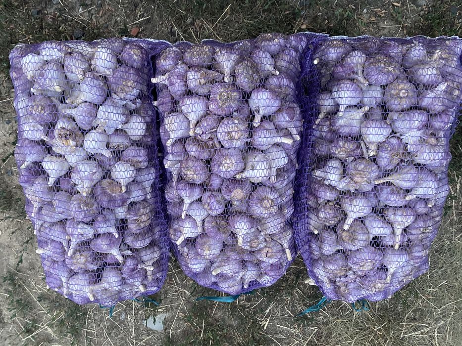 Продам часник озимий опт і роздріб