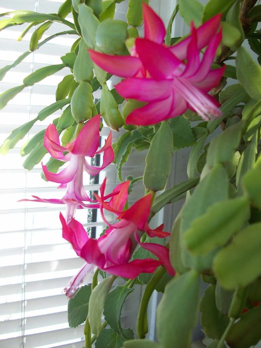 Зигокактусы Декабрист Шлюмбергера Пасхальник СегментыКомплект 10сортов