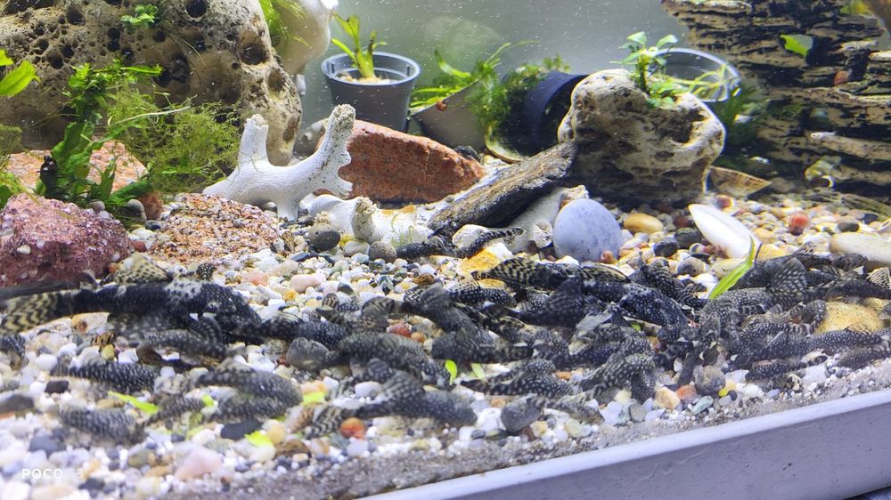 Ancistrus juvenis e adultos