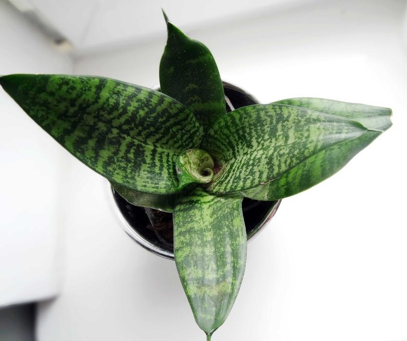 Sansewiera Trifaciata 'HAHNII' doniczka P9