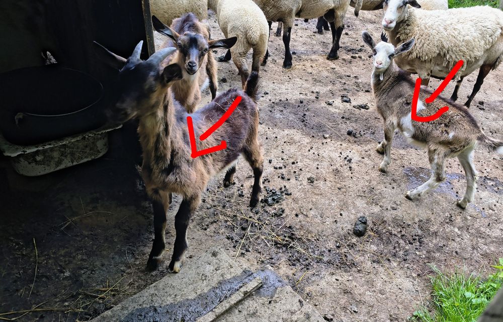 Młode koziołki capki