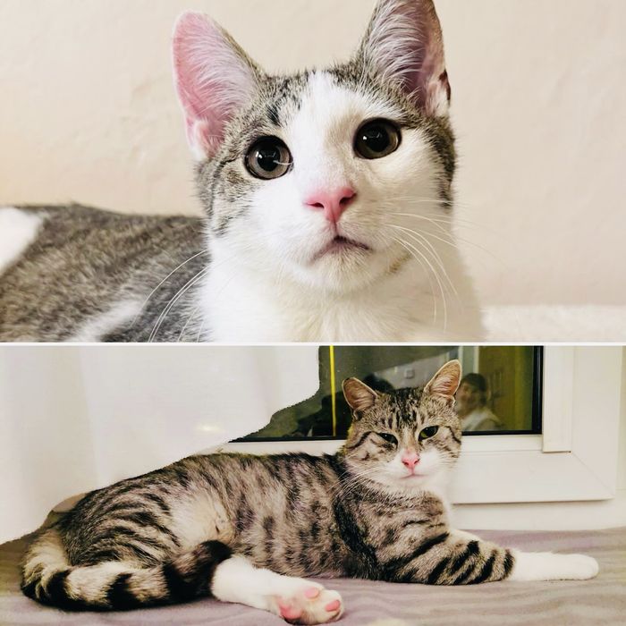 Miętus & Simba do adopcji