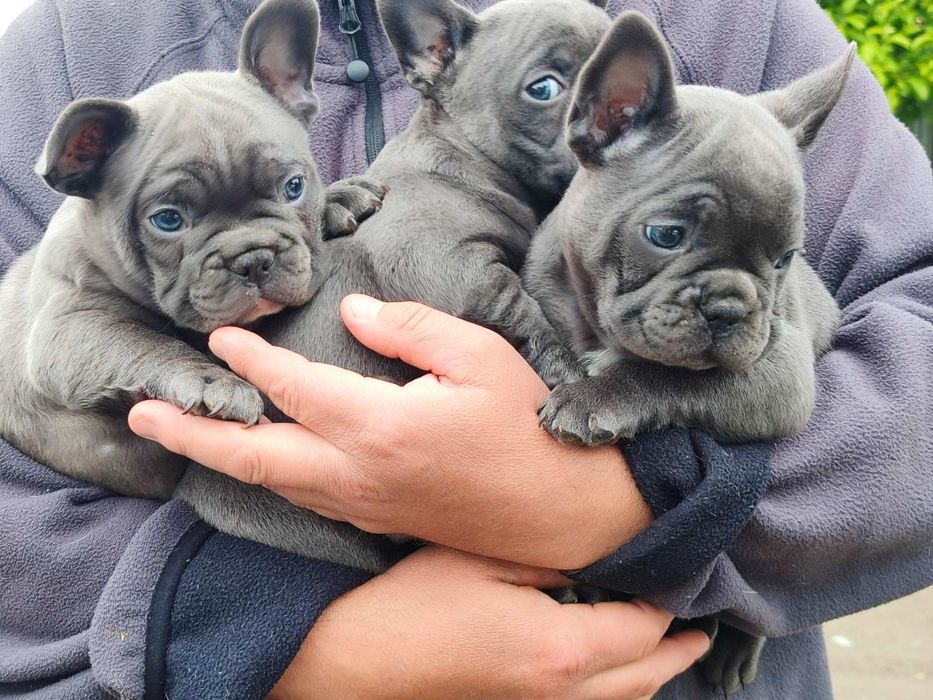 Шикарні дівчата і хлопці .блакитні