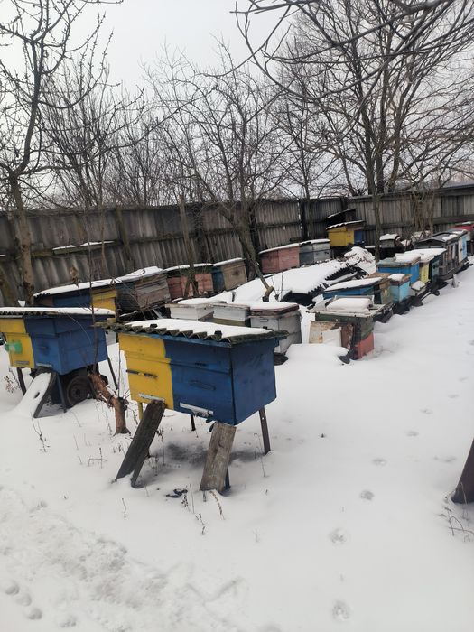 Пчелопакеты 2026