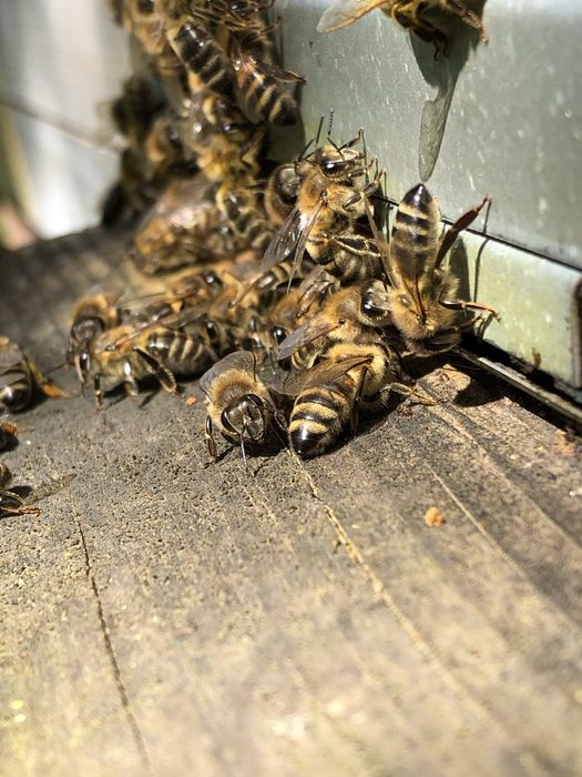 Діюча пасіка в с. Мамаївці
