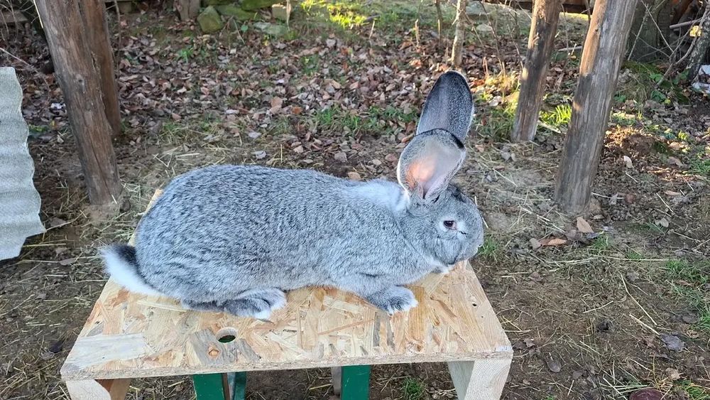 Бельгійський велетень