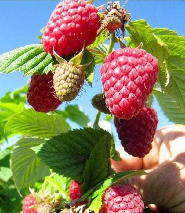 Sadzonki maliny malin jesiennych poemat