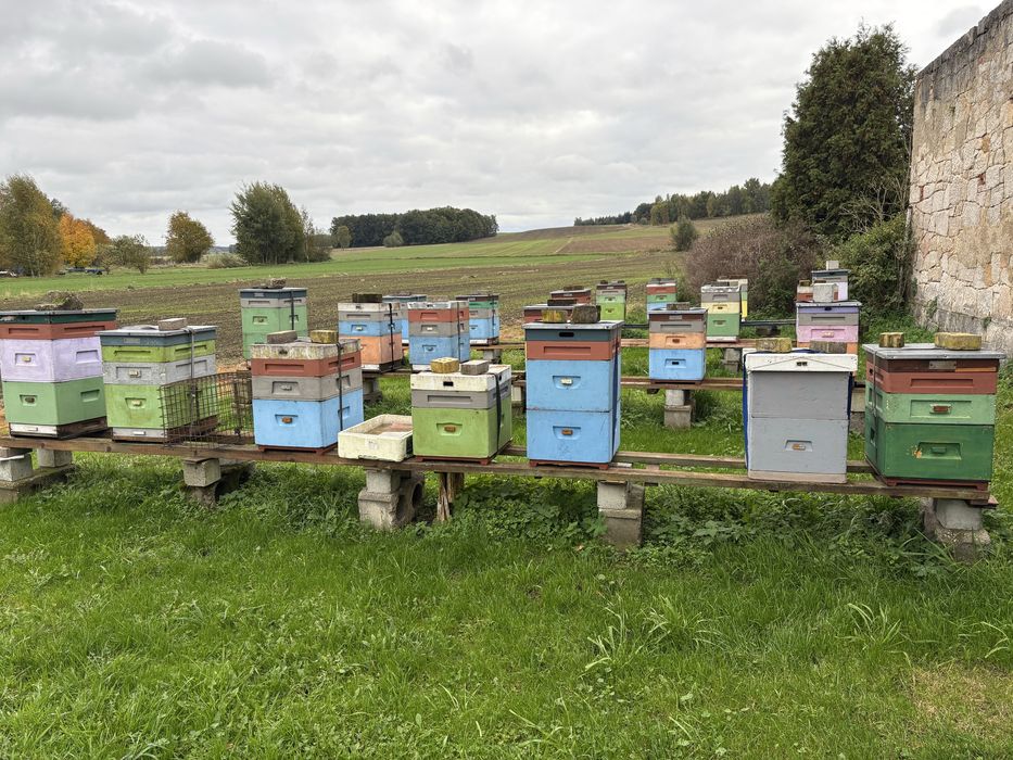 Pasieka, ule, pszczoły.