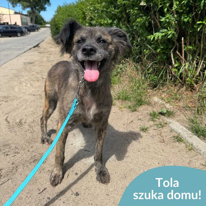 Tola szuka domu!