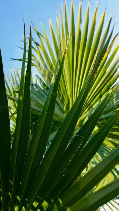 Duża palma mrozoodporna Waszyngtona Robusta 70-90cm | Polska szkółka