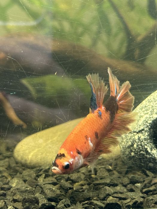 Півник кої рибки