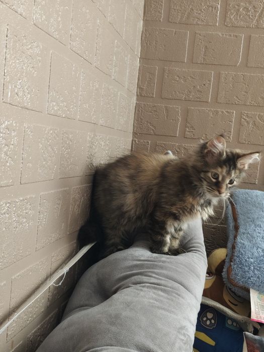 Dziewczynka Maine Coon