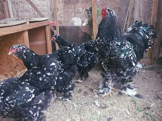 Яйце на інкубацію.Курчат.Брама  лососева, колумбійське золото, мрамор.