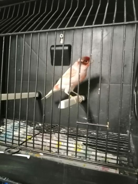 Canários arlequins português