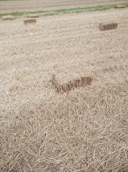 Słoma pszenna kostki .2025