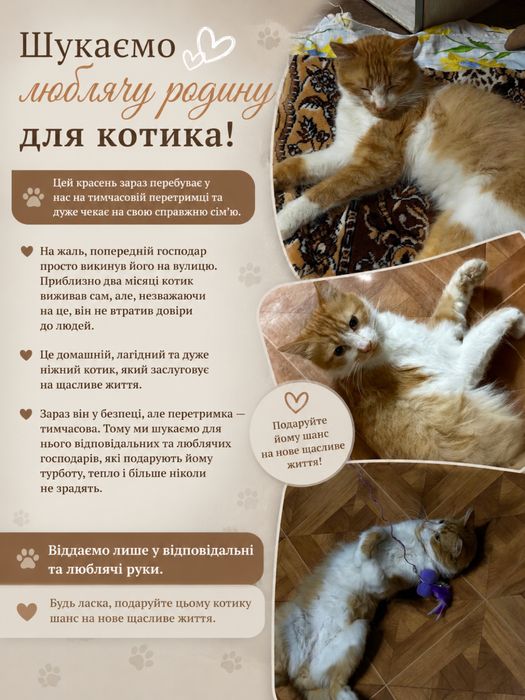 Бескоштовно , шукаемо нову родину котику!
