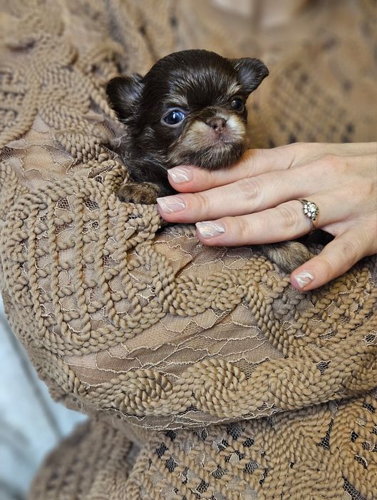 Chihuahua prześliczny chłopiec