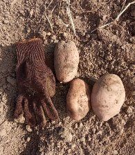 Картопля Сарпо Міра Сарпо Мира