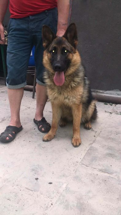 Цуценята німецької вівчарки