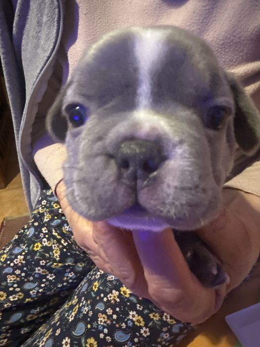 Buldogue Francês macho