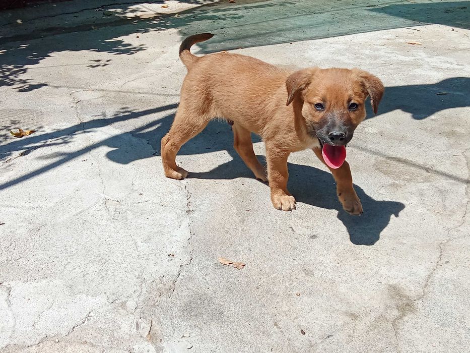 Cachorros pra adoção