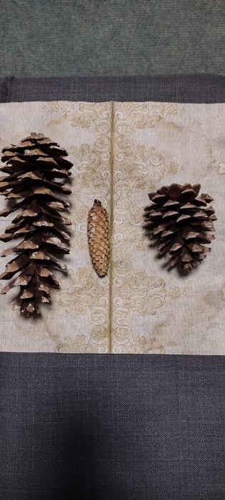 Szyszki trzy rodzaje