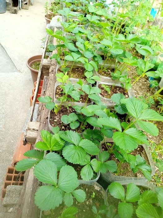 Morangueiros oportunidade