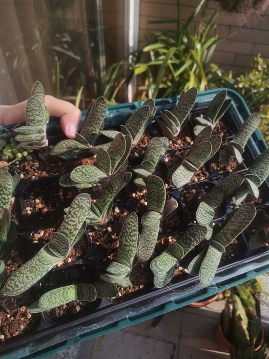 Tabuleiro com suculentas64285798530819120