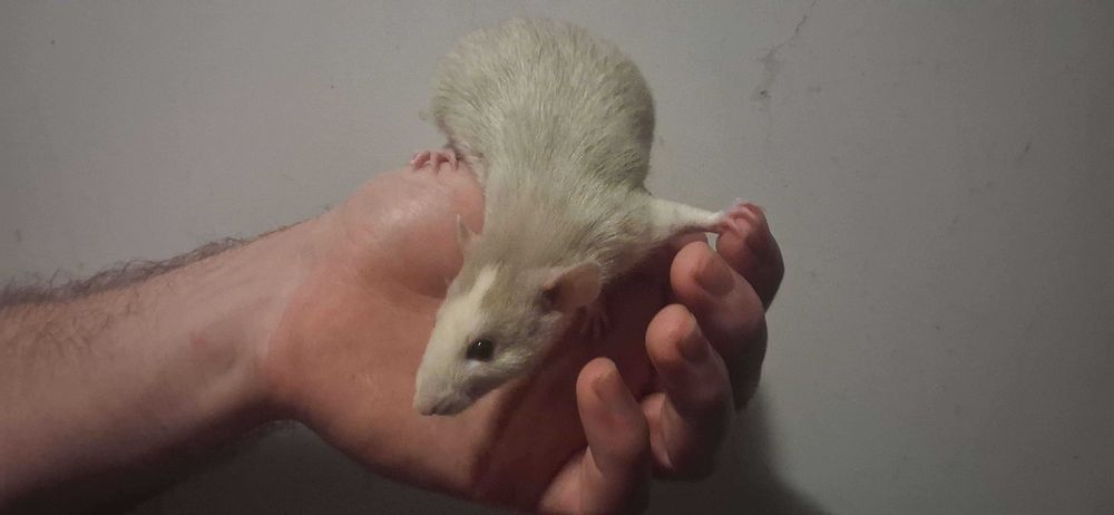 Szczury... Szczurki Dumbo.