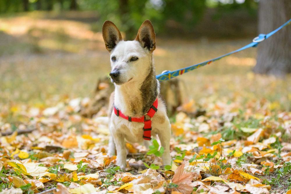Malutka śliczna łaciata sunia Lipia szuka miłości na całe życie