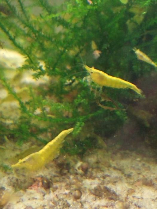 Krewetki neocaridina  yellow, żółta krewetka