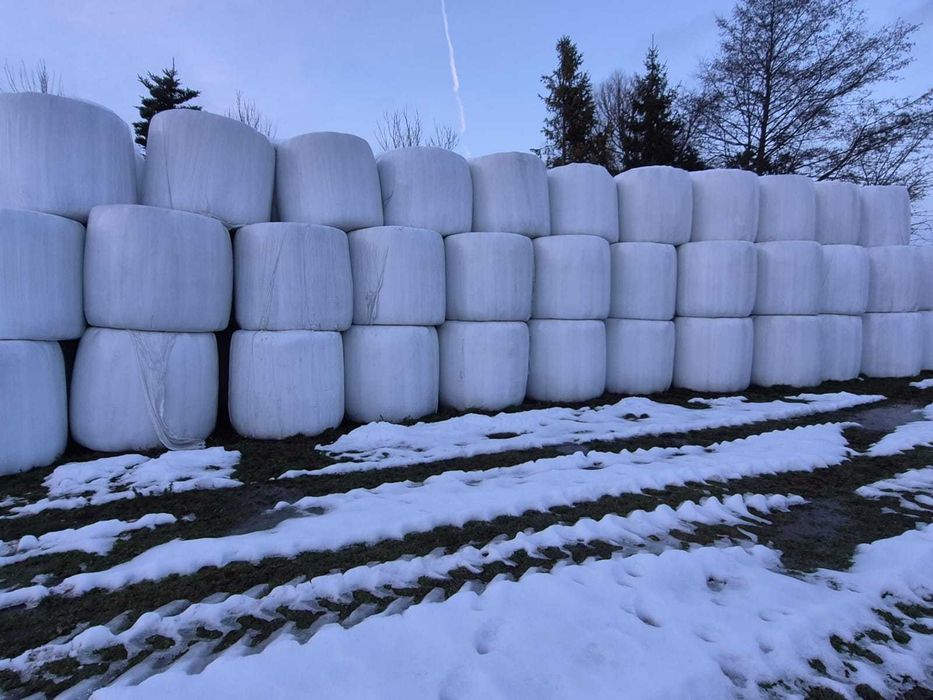 baloty traw siewnych z 2024r. Sianokiszonka z prasy pasmowej 230zł/szt