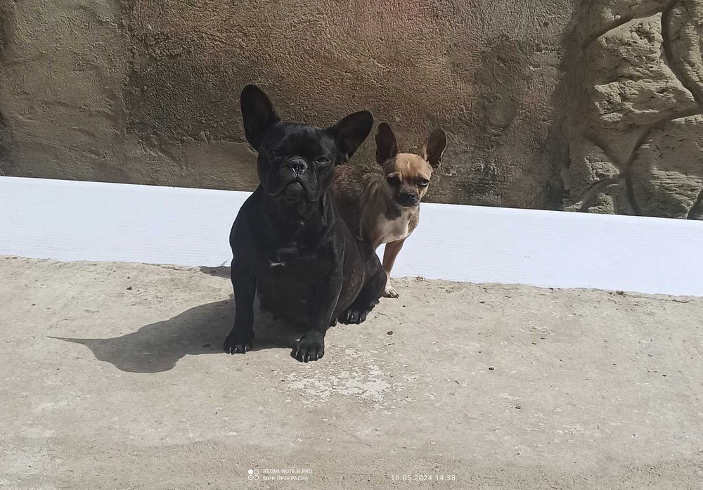 Француженки 2.5-3.5роки