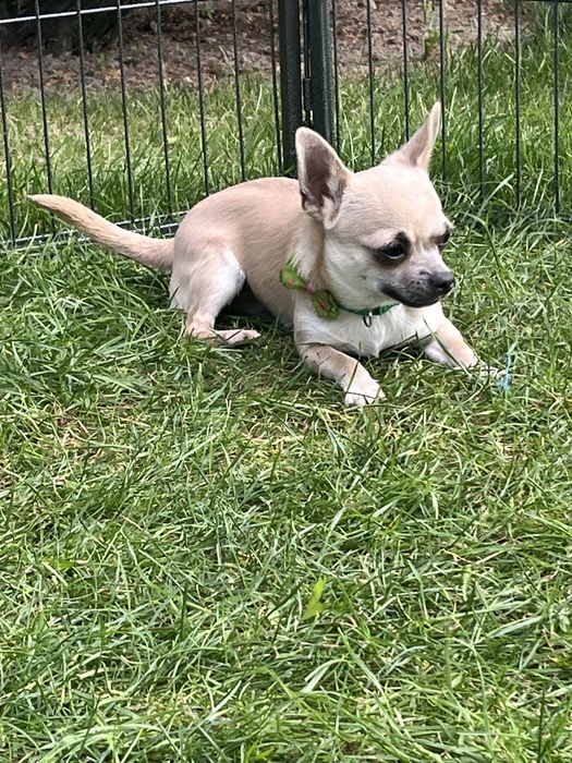 Cudowny piesek chihuahua