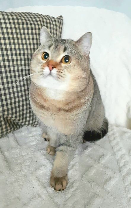 Котики шиншили, мутонові шубки, суперлагідні ВИБІР