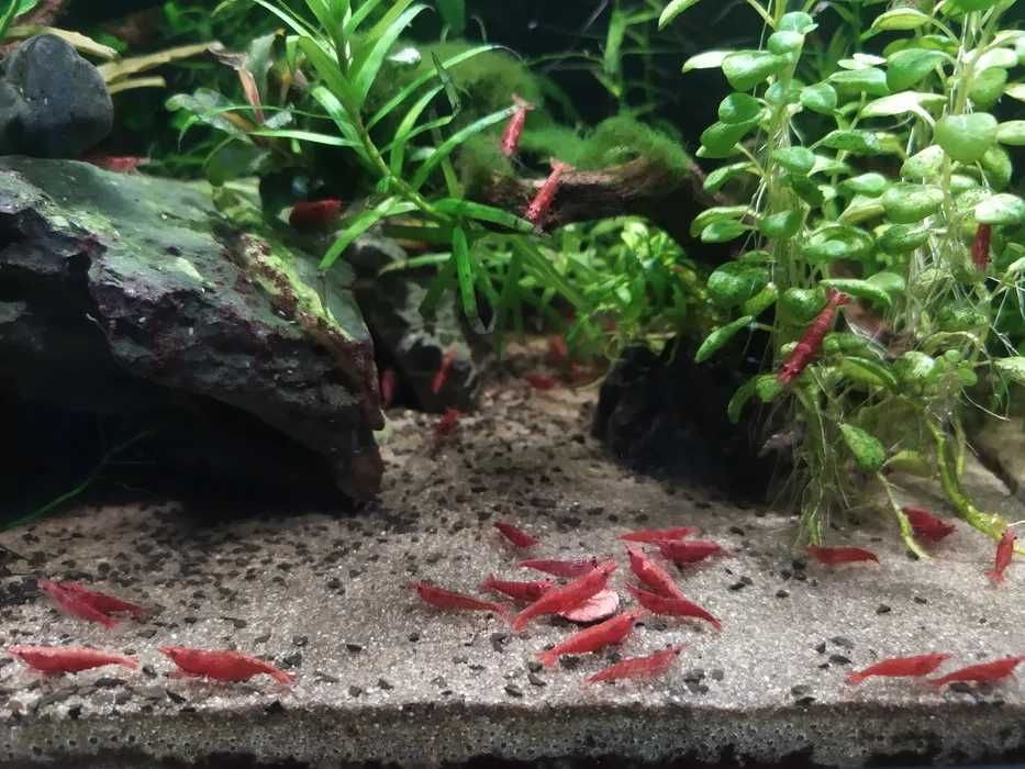 Krewetki "Sakura" Red Cherry (wysyłam)