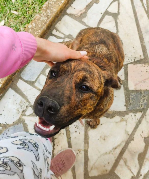 Cachorro Juvenil Arraçado de Boxer e Labrador