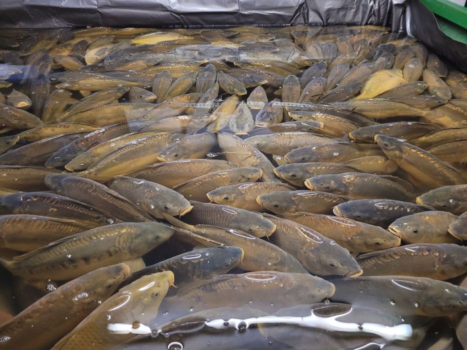 Karp żywy, świeży