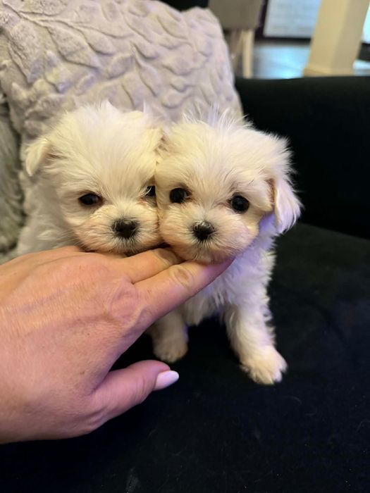 Maltańczyk koreański mini 3 miesięczny