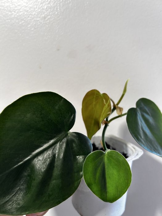 Philodendron Scandens, micans e ep cebu blue