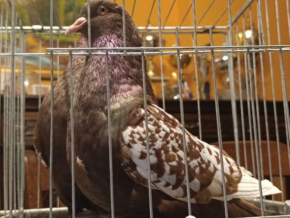 Ryś, rysie, wysyłam, gołębie ozdobne