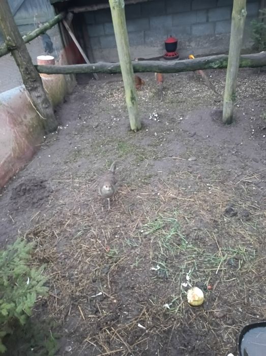 Zadbane i  ładne bażanty