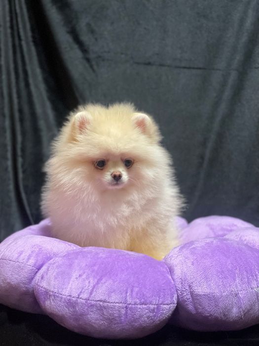 Померанский шпиц ,мальчик