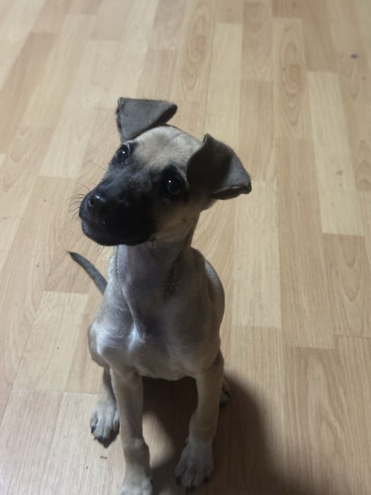 дівчинка 2,5 міс шукає дім