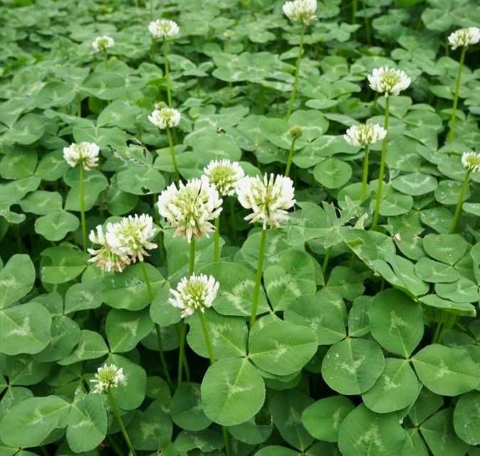 lucerna ziarno lucerny worki z lucerną sprzedam lucernę koniczyna BÓB